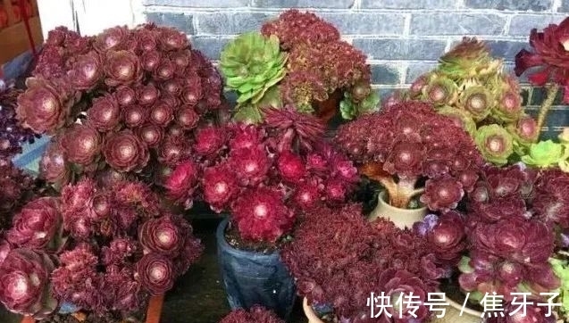 法师适时换盆很关键,注意好这些,控养容易爆头快