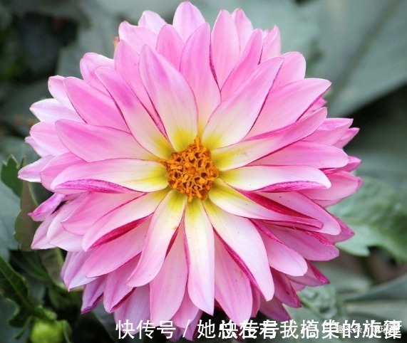 花姿|此花外形奇特品种极多，花姿优雅霸气傲然，是寿比南山的好寓意