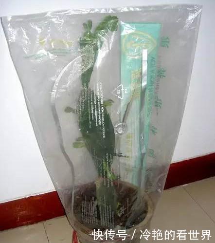 接穗|原来蟹爪兰要这样嫁接,难怪别人家的蟹爪兰开花那么多