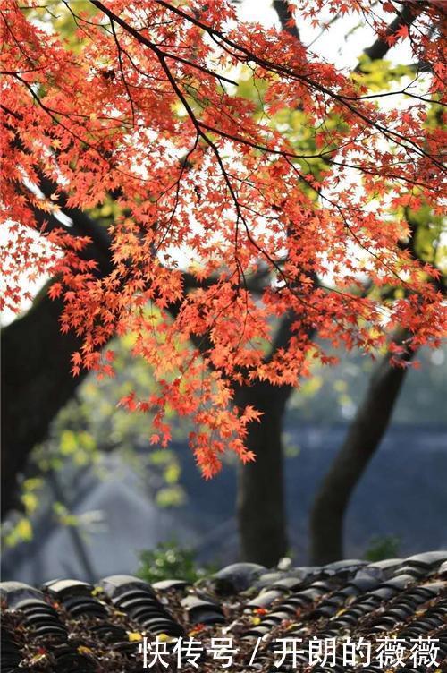 小学生读《枫桥夜泊》,提了个问题难住老师,千古名诗真写错了
