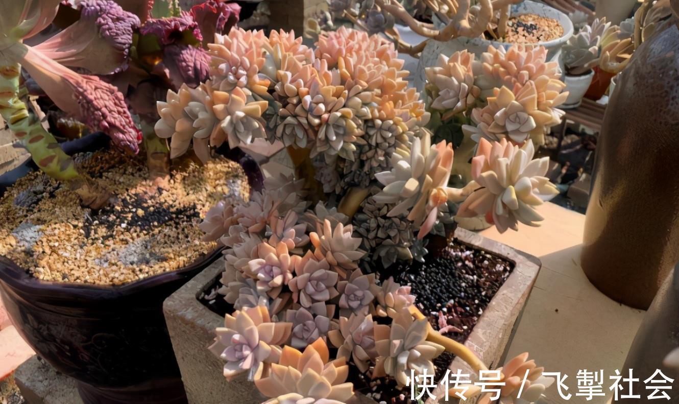 高手|这1点没做好,多肉颜值会下降!看看高手怎么处理枯叶