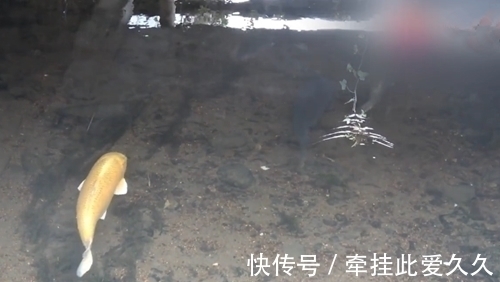 水沟|溪中三条胖鲤鱼清晰可见,钓友只看不钓,网友:真能忍,做不到啊