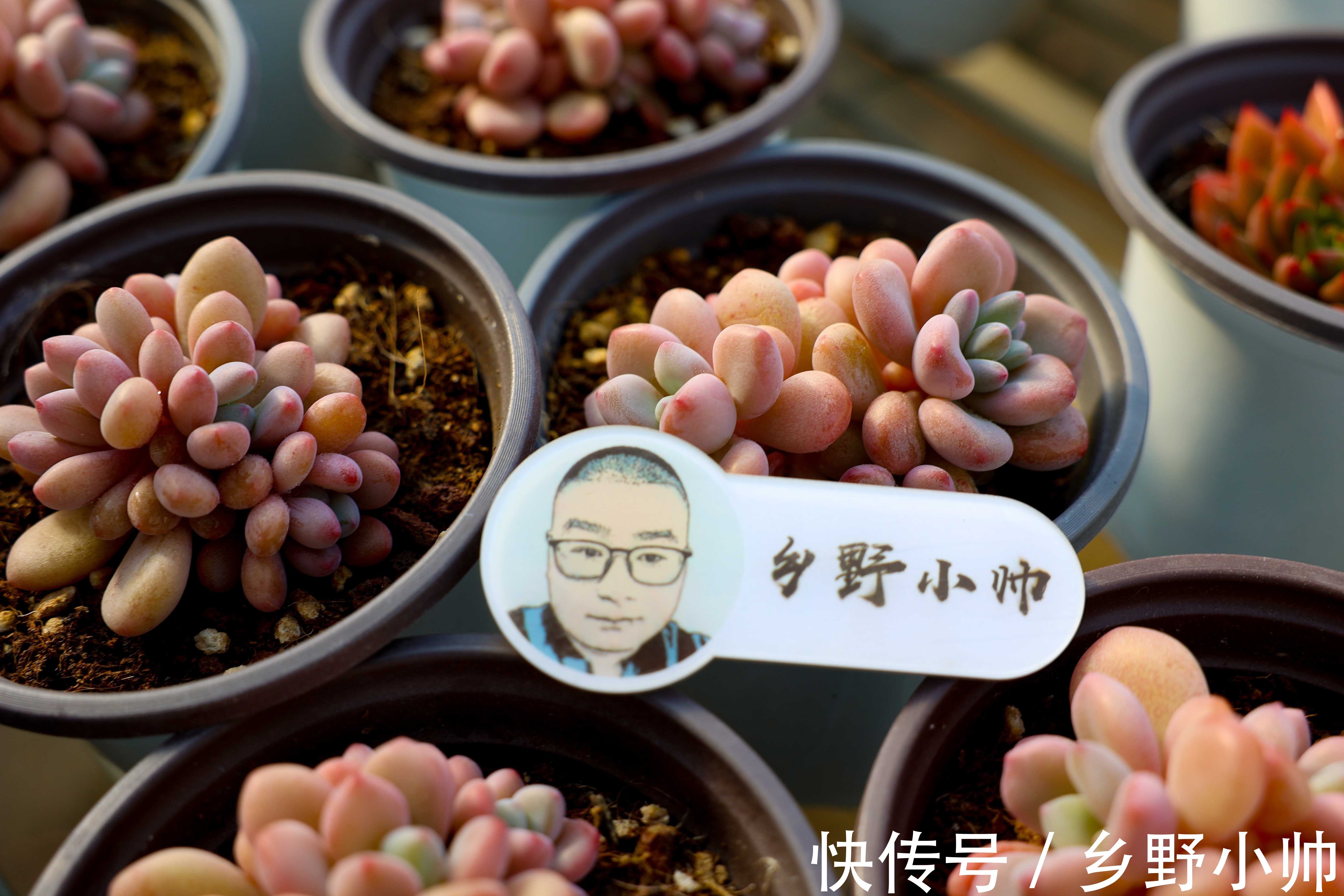 蓝龙多肉是吉娃娃和乌木的杂交?学会正确养护方法,四季都很美