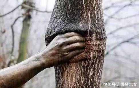 大自然|世界上最“有力”的手,紧握树干长达半个世纪,一直都没有松开过