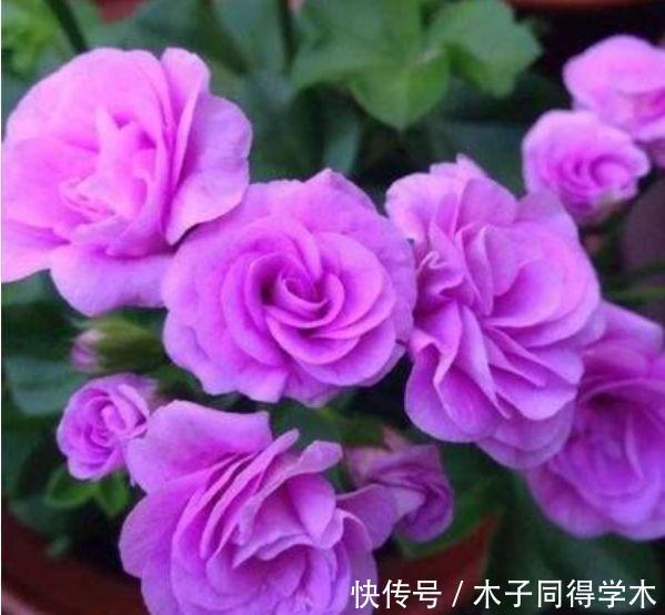 4种花养家里,福旺运旺财更旺,一盆几十块,添绿意清空气