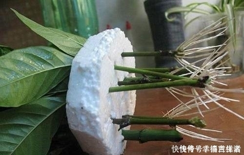 栀子花|扦插月季、栀子花、三角梅,只用一个矿泉水瓶,插出满满大白根