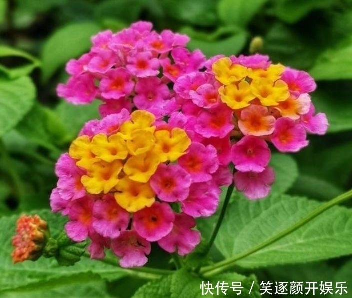 4种花卉是美女花，好养易开花，花香四溢飘满屋，美爆了