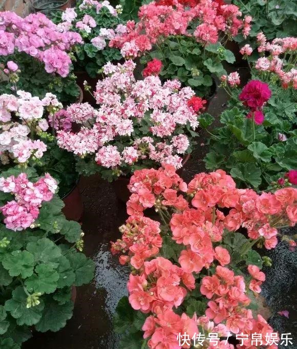 德利|1种花“人人爱”,耐旱好养,新手也能花开成球,一开300天!
