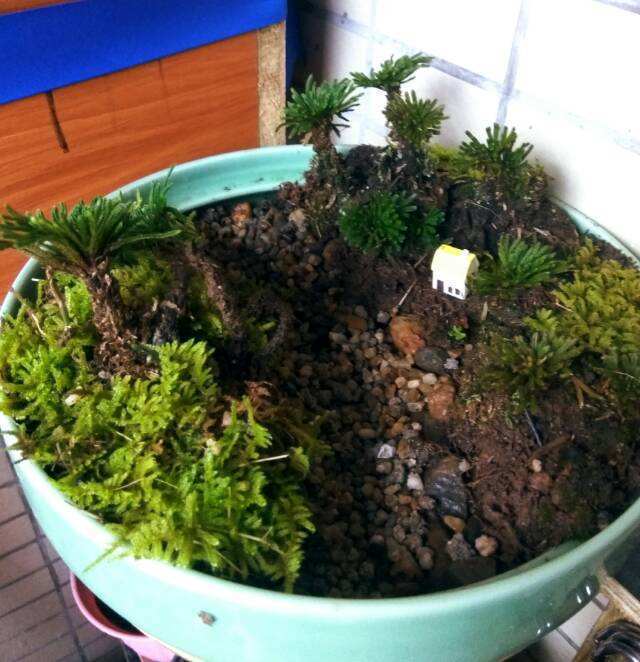 山泥|养花选土是关键,选对了这几种土,养啥啥爆盆!