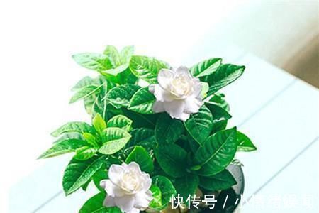 修剪工作不能等,这几种花立秋就修剪,开花更多生长旺