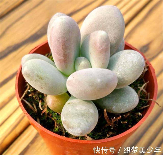 5种莹白如玉的白的白色多肉,洁白无瑕纯洁典雅,新手也能养得好