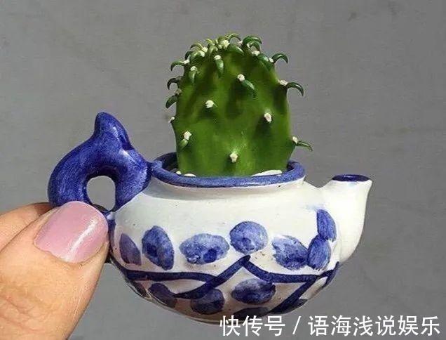 君子兰越小越值钱,养了4年,只有硬币大!