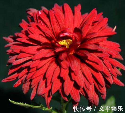 喜欢菊花，不如养盆“菊中珍品”，美丽妖娆，优雅大气