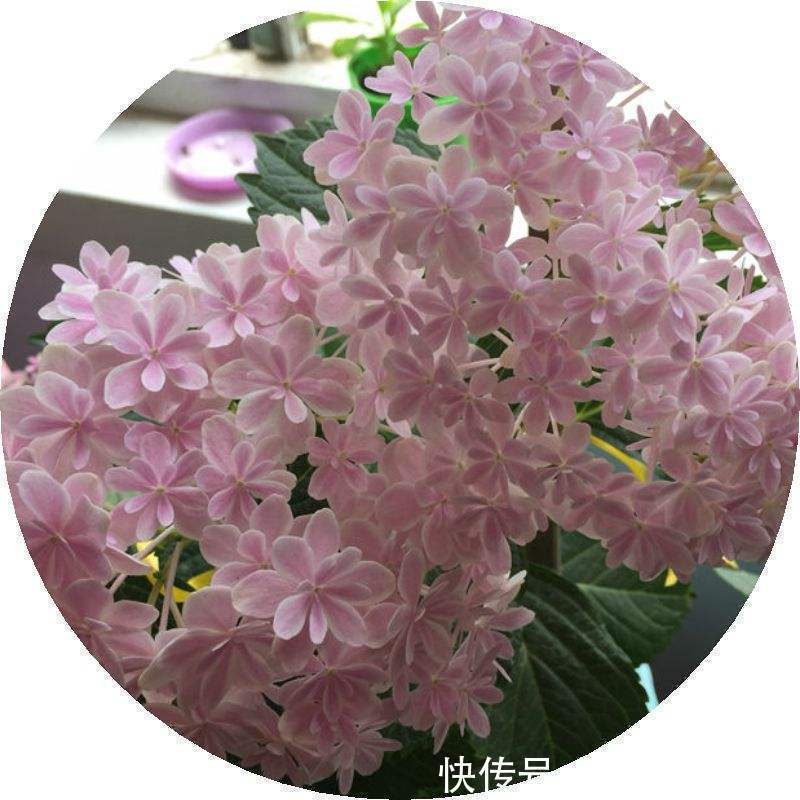 要点|养绣球花不难，掌握6个要点，花球又大又鲜艳！
