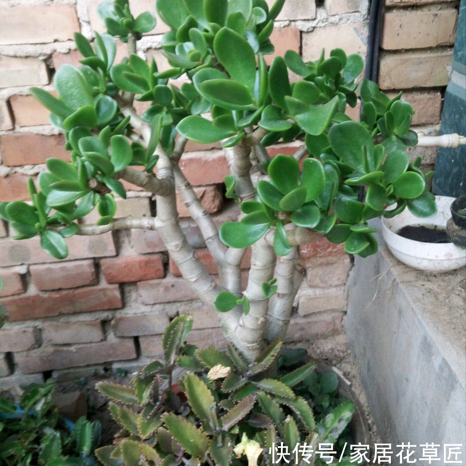 花友|玉树生长有“秘诀”，牢牢掌握住，新手也能养开花，还茂盛