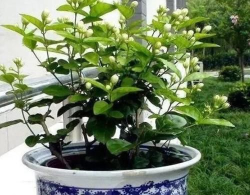 院子里养5种“浓香型花”，开花时满园飘香沁人心脾