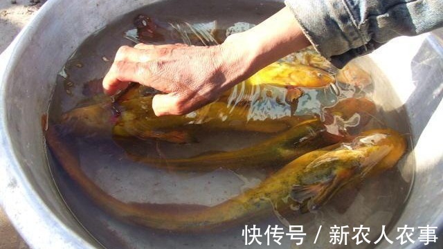 刺黄股|钓鲫鱼意外收获大货,贵阳钓友喜中一斤重的黄颡鱼,直接拉到手软