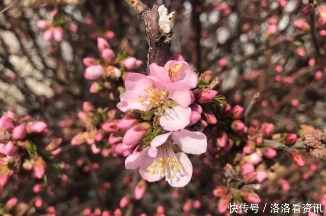 桥东春景｜西望山村四月天，香白杏花开春风里