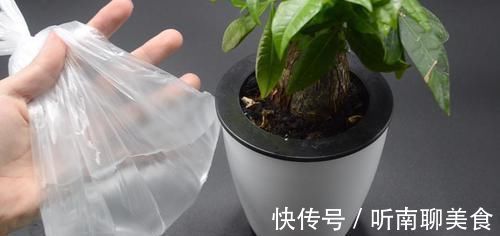 家里有养花的抓紧看看，学会这招，不烂根不生虫，花草越长越茂盛