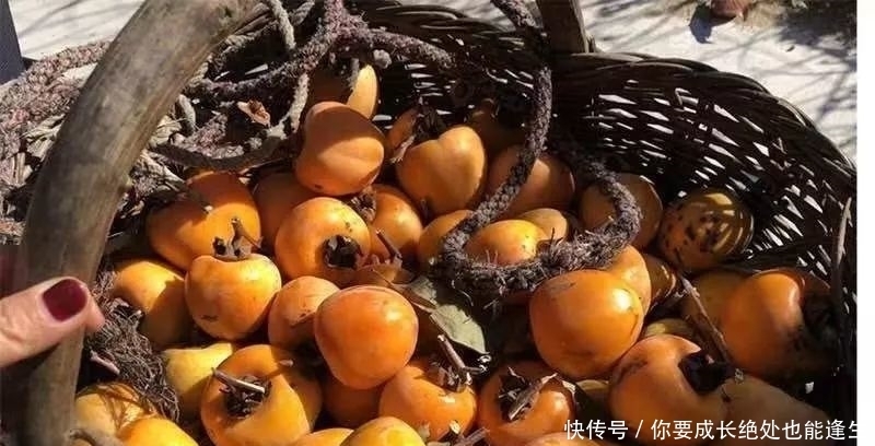 手工|好柿已成霜,软糯甜如蜜!晒足100个日夜的手工柿饼,一口甜润到心坎……