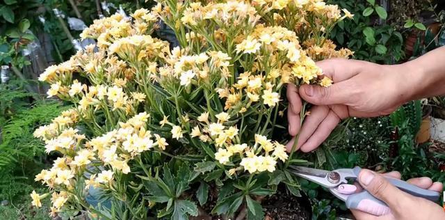 长寿花进入10月“补补身”,花苞几天冒一大堆,“开花多”溢出盆