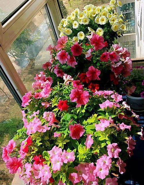 5块钱买盆花,也能养出高大上,繁花似锦开满阳台,越养越上瘾