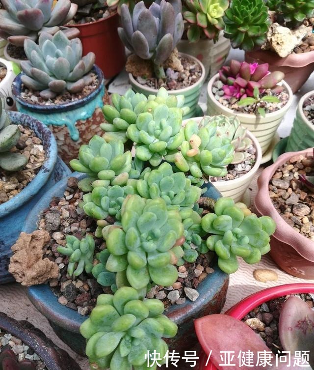 多肉徒长的“3个秘密”，这3点“不要做”，不徒长，不摊大饼！