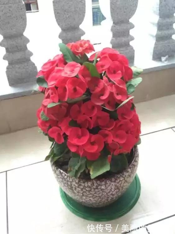 4种花一开就300多天，根本停不下来，被称为开花机器