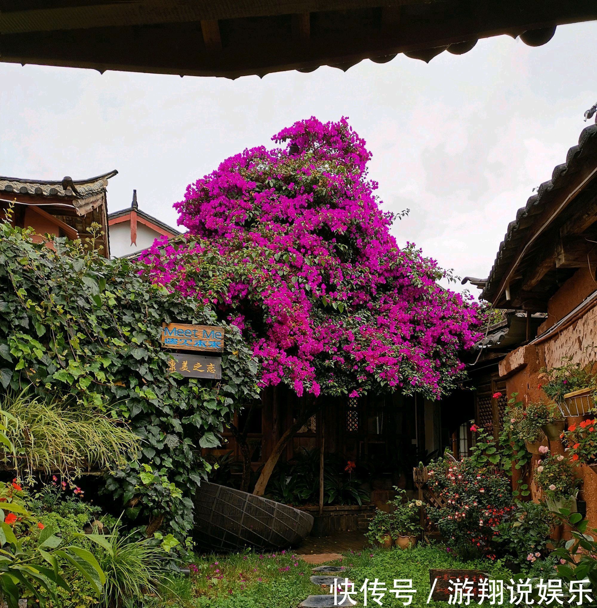 爆盆|养三角梅我就服开挂区，不用催花，栽上不用管一样的能开花爆盆