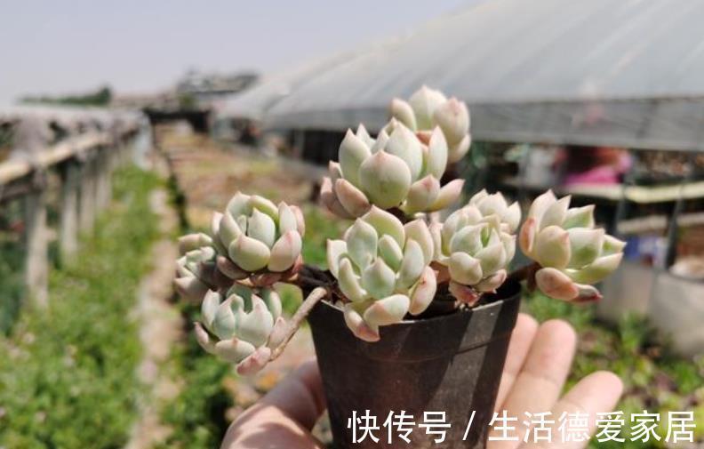 长势|养肉先养根，简单4个步骤，多肉服盆快长势旺，越养越肥厚
