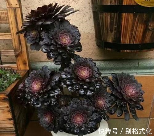 羊绒|黑法师和紫羊绒都是法师类多肉,为什么老花农更喜欢紫羊绒