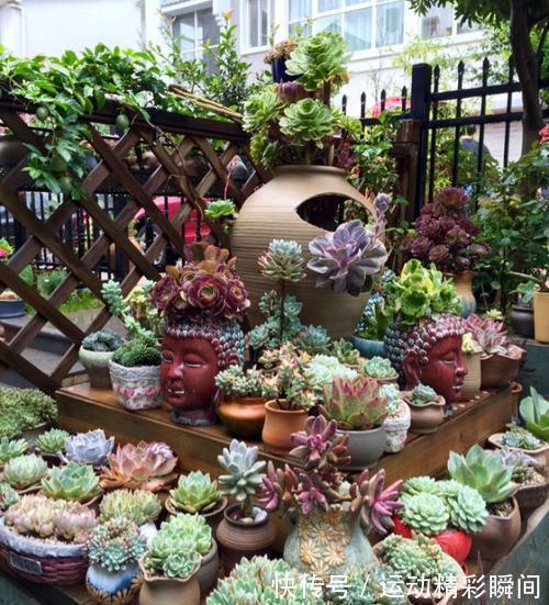 天冷需要多晒的“8种花”,有些还要“断粮少水”,不然熬不过冬