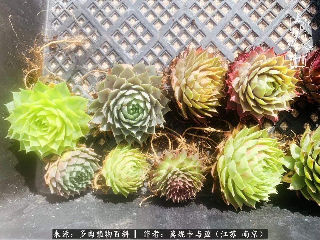 这多肉拼盘这么仙！如何制作达人手把手教你制作长生草拼盘！