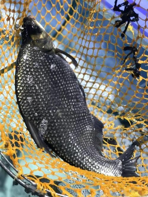  江南人的吃鱼时间表