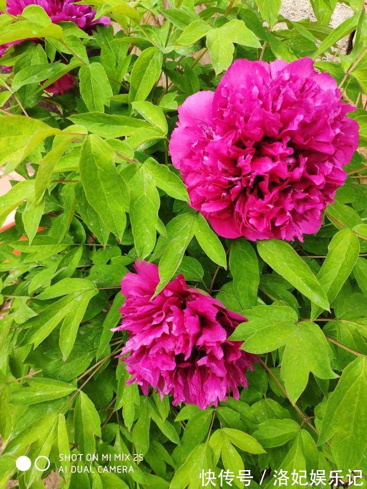 富贵竹|家里有老人,养这6种花定没错,锻炼身体还养身心