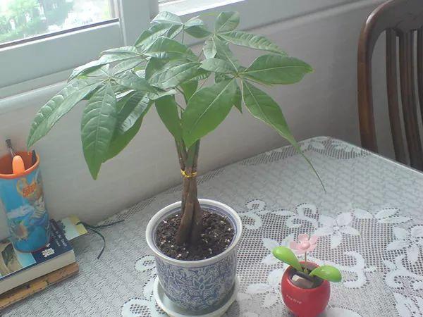 6种寓意好的花，剪根枝就能活，年年爆盆不操心！