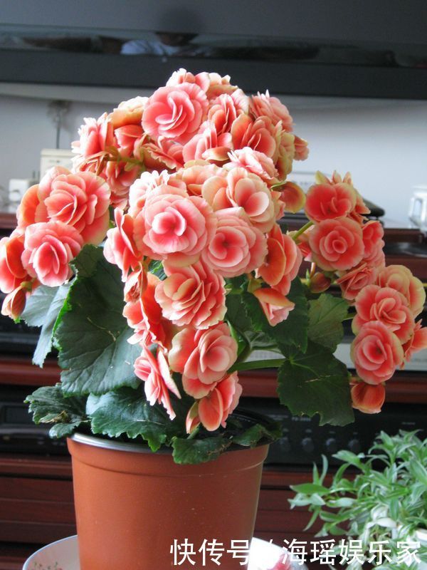 漂亮|像玫瑰花一样漂亮,全年开花不停,这种盆栽观赏植物,你值得拥有