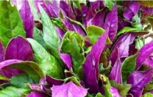 适合冬天吃的3种食物，营养丰富、滋润身体，好处多多