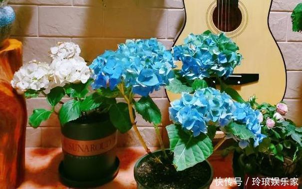 养花浇水是技术活盆栽远离5种水,植物伤亡少、花友不走弯路