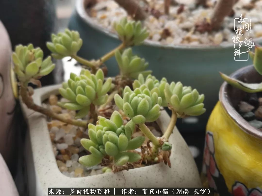 经历一个夏天的摧残,方知皮实好养的多肉才是真爱!