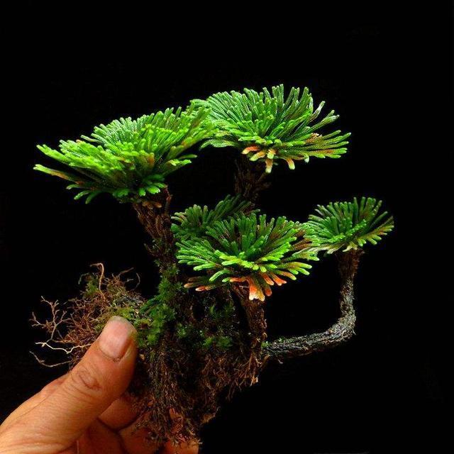 长在“山坡”上的“传奇”野草，挖一棵养家里，越养越值钱！