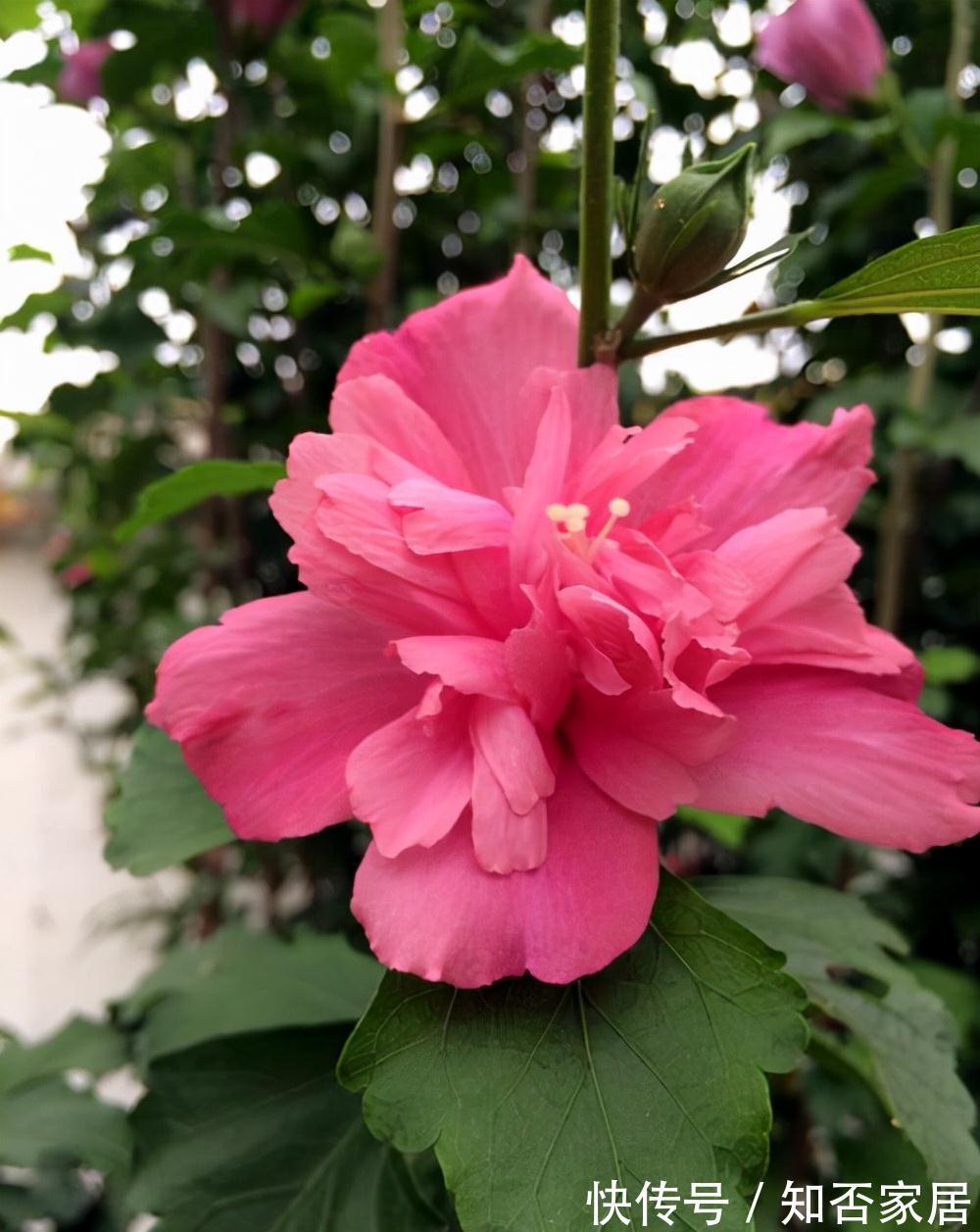 淘米水浇花，有些细节要注意，不然会适得其反