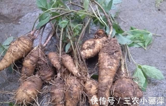 气候|任意一处掐开都能流乳汁,是有名的补品,八十元一斤很难买到真的