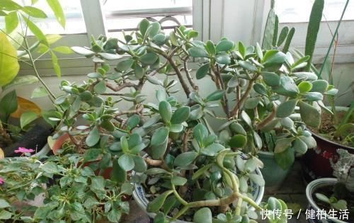 植株|这2种树,是养“高价老桩”的首选,木质化强,5个月就能养成功