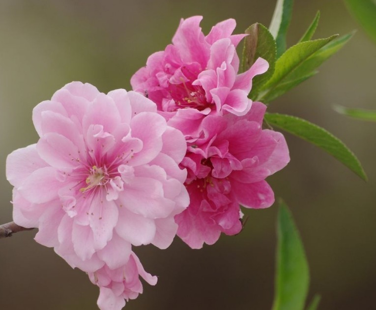 此花婀娜多姿，色彩绚丽丰富的花朵令人目不转睛，其具有消恨之意