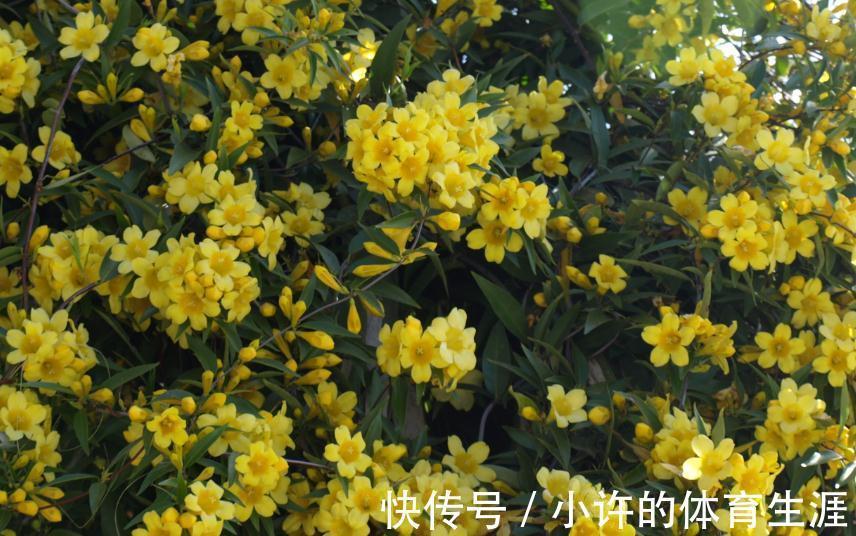 零下20度冻不死的茉莉,每年开2季,一次开3月,比香水还香