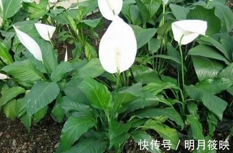 紫薇花紫薇花|3种“室内花”好看又好养,一月不管也能赏花,还去异味、吸烟尘