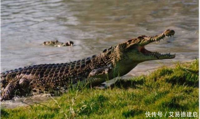  今山西省|说说三个姬姓杨国之前的早期杨国，以及“烛之武退秦师”