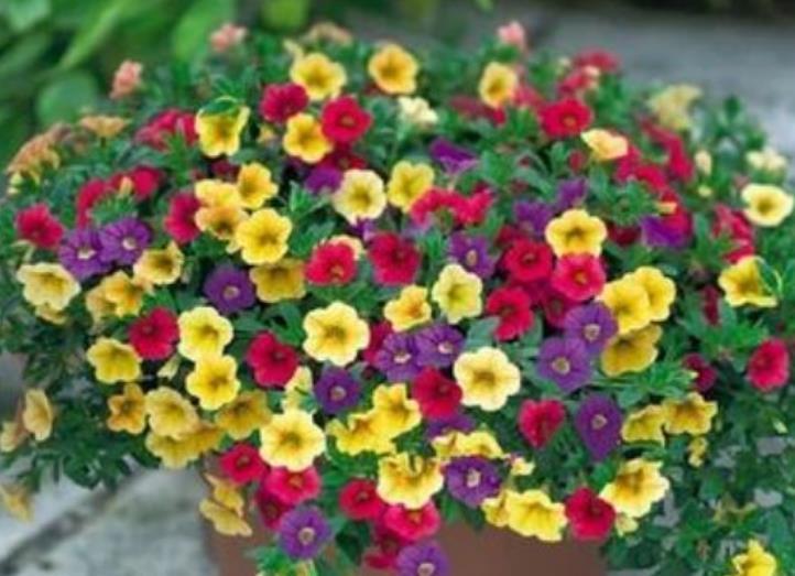 4款艳美的花卉,堪称花卉“劳模”,一年四季开花不停!