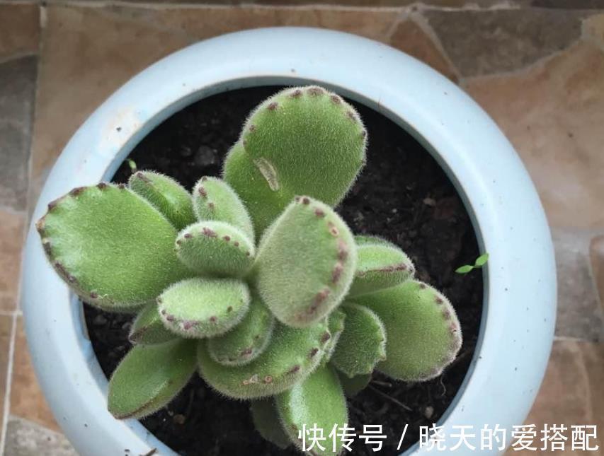 养毛绒绒多肉熊童子,做到这4点,不掉叶,呼呼长爆盆